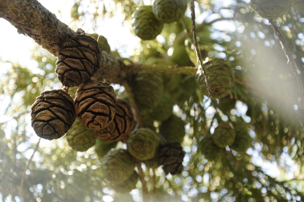 Giant sequoia seed cones hang from a branch