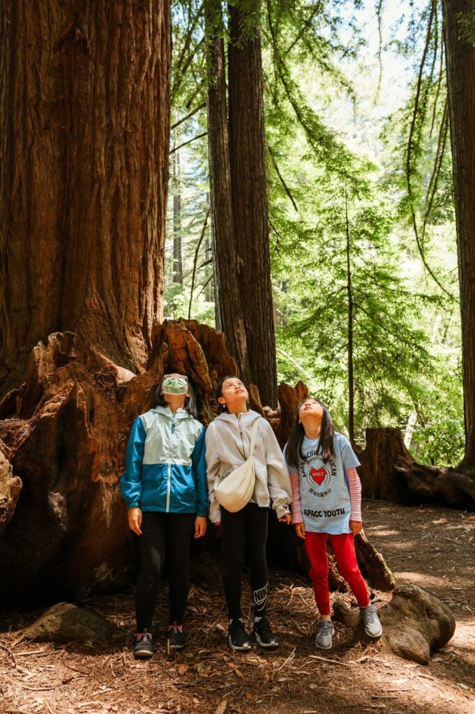 three young girls look straight up as they stand at the base of a giant tree