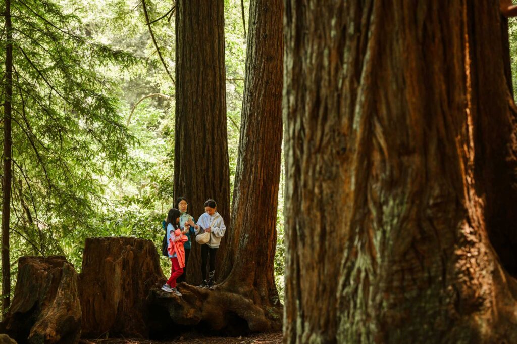 A redwood grove with three young girls talking in the distance.