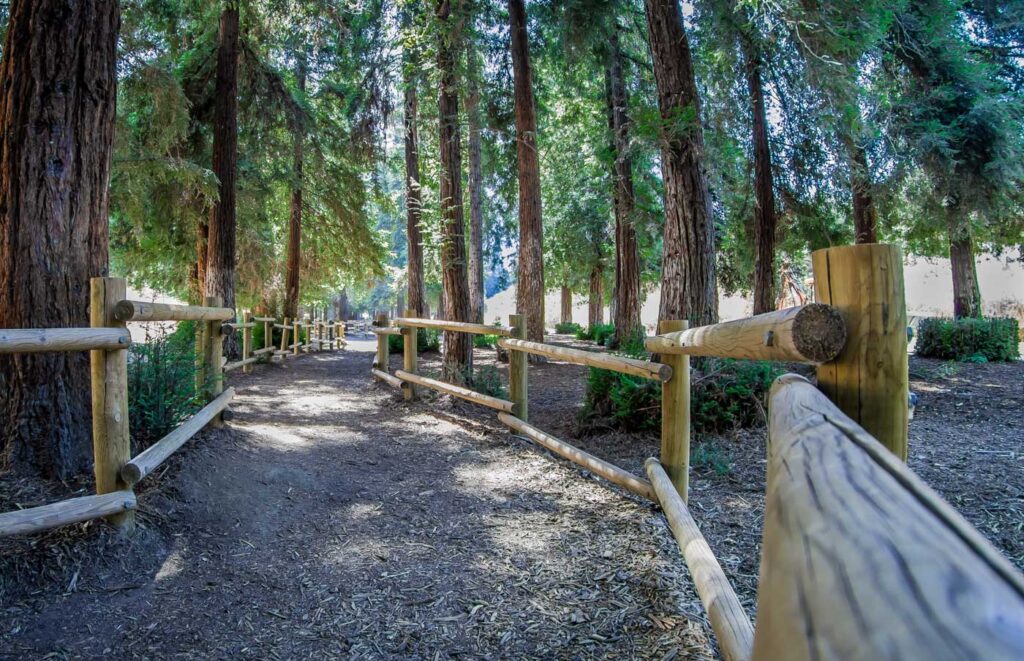 Wooden log fencing borders both sides of a trail into a sunny redwoods grove.
