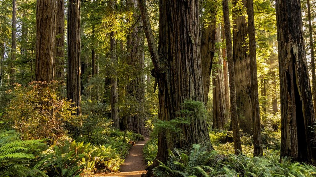 A light-dappled trail through a forest with huge trees, some thick and some thin