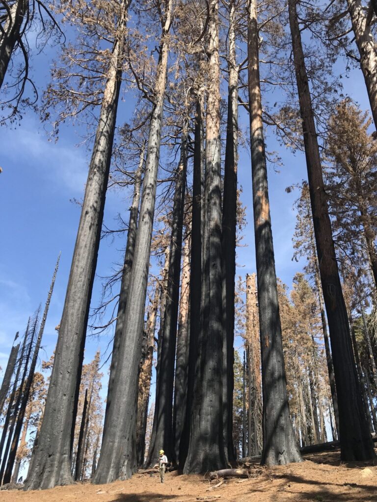 Redwood trees stand with blackened trunks against a blue sky after having been burned in forest fires.