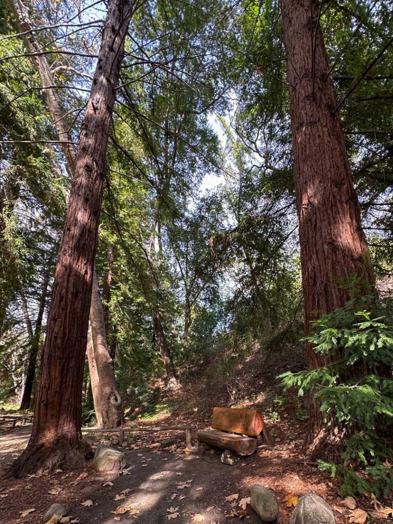 A redwood bench offers seating to enjoy the surrounding redwood grove.