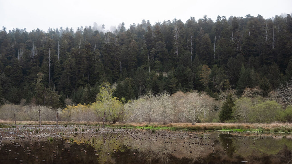 a forest overlooking a foregrounded floodplain, with very tall and dark green trees behind smaller trees