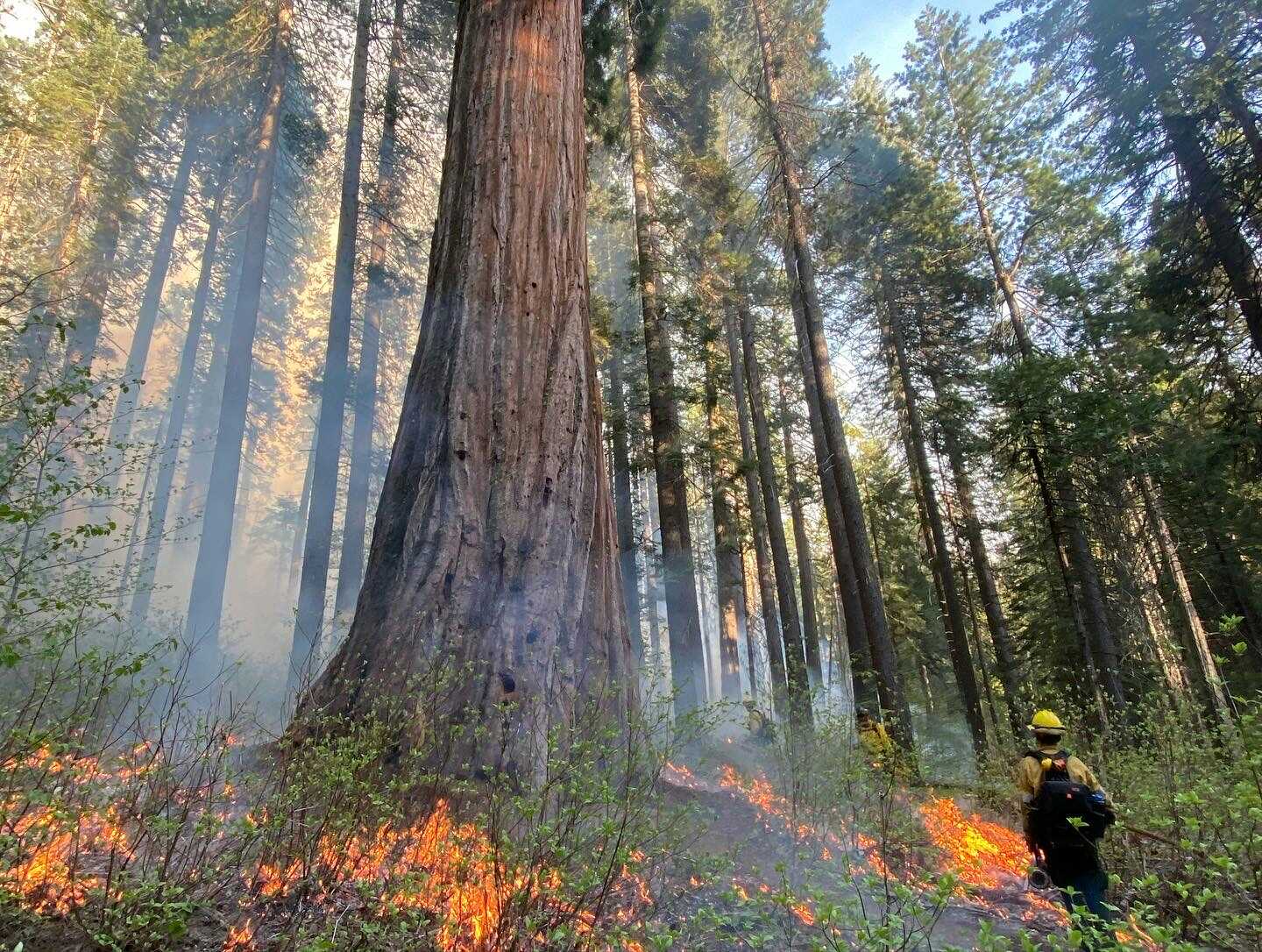 A fire fighter stands in a sequoia grove with small fires burning undergrowth beneath a large tree at center