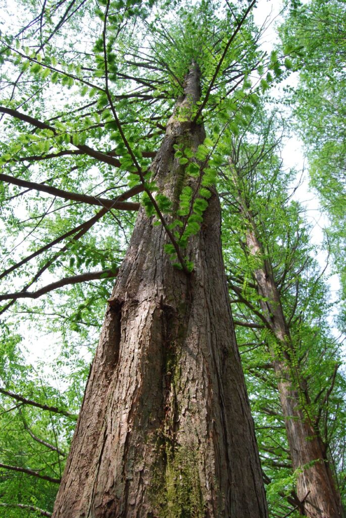 a view of a sequioa tree from below