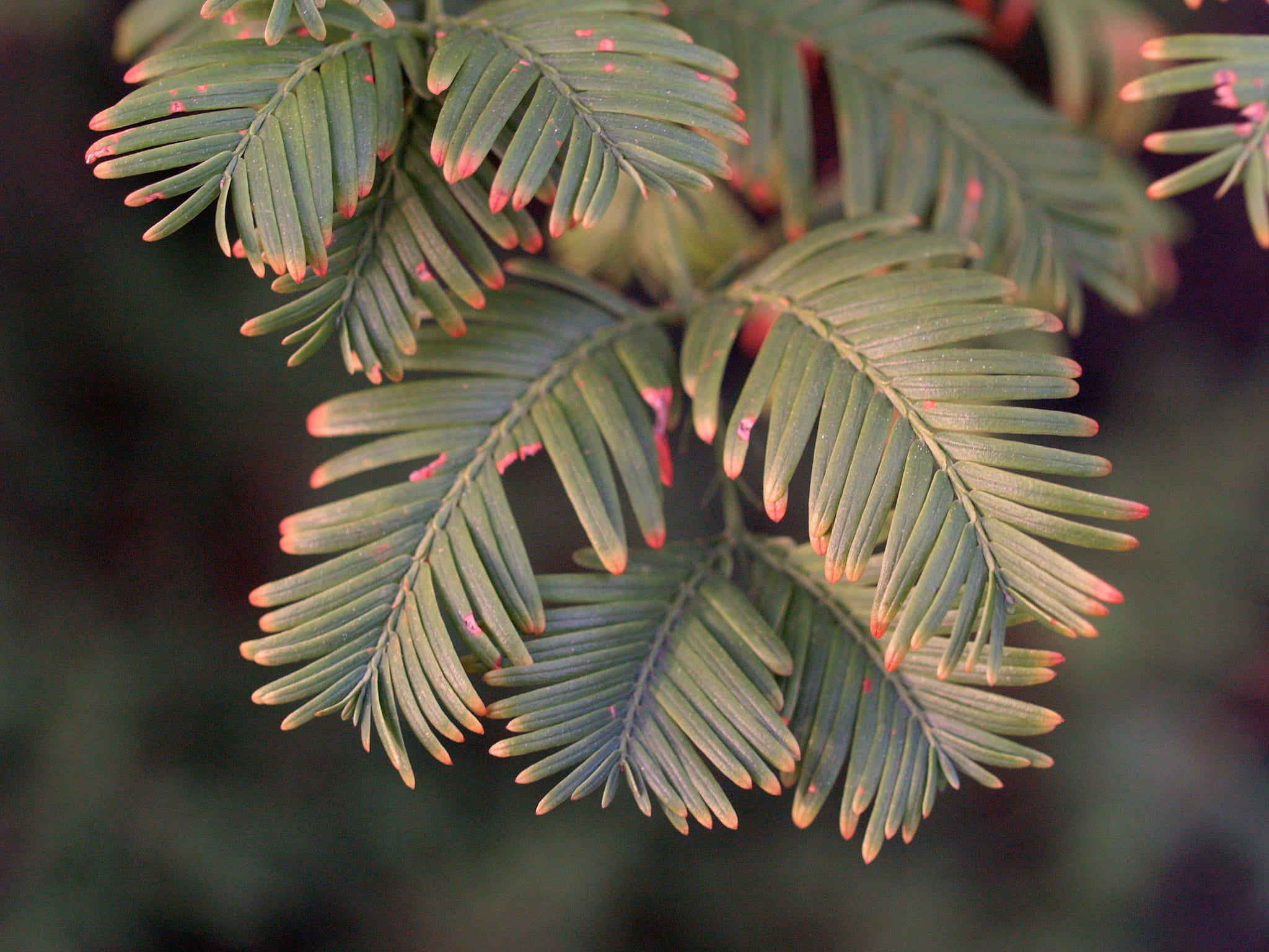 Gray-green needles with hints of reddish orange at the tips.