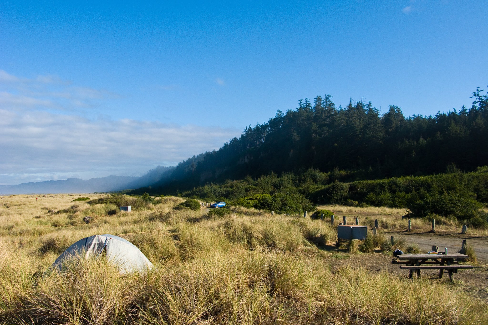 A tent among long wild grasses with a coastal redwoods forest in the distance