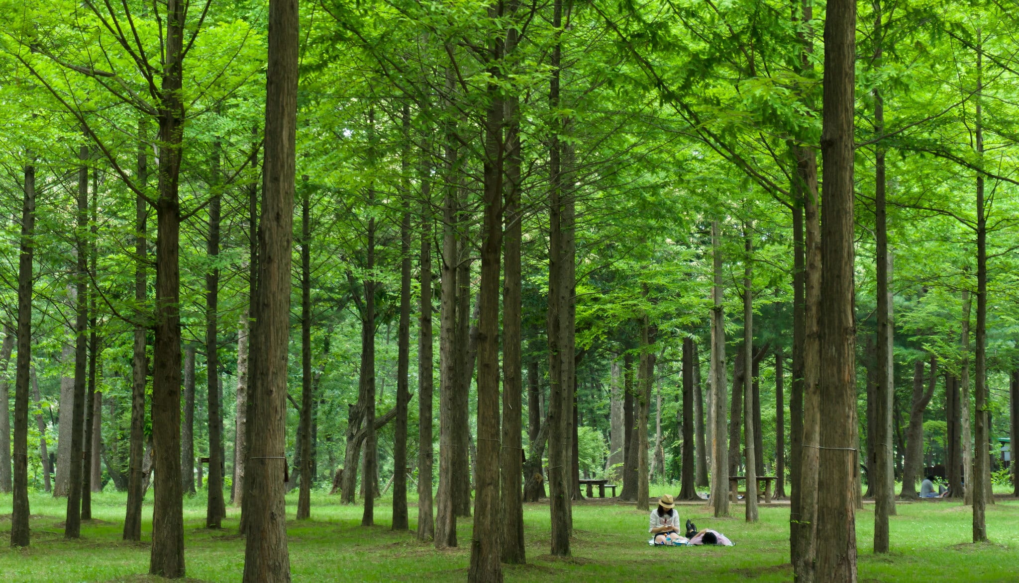 Two people lounge on the grass beneath a green canopy of dawn redwoods.