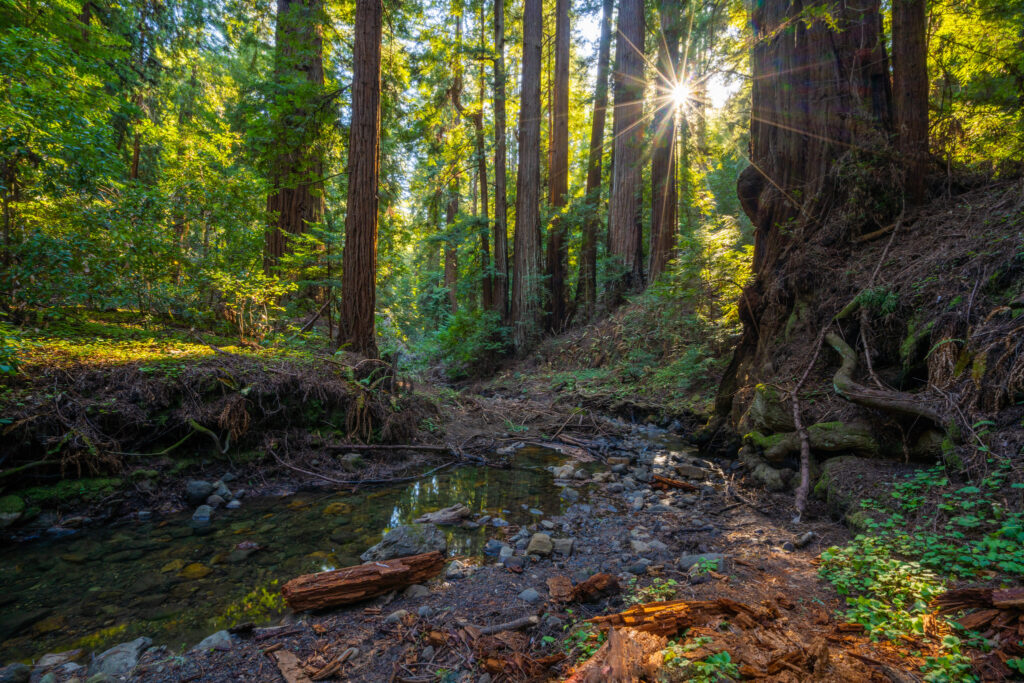 A creek in the foreground winds past large redwoods backlit by the sun.