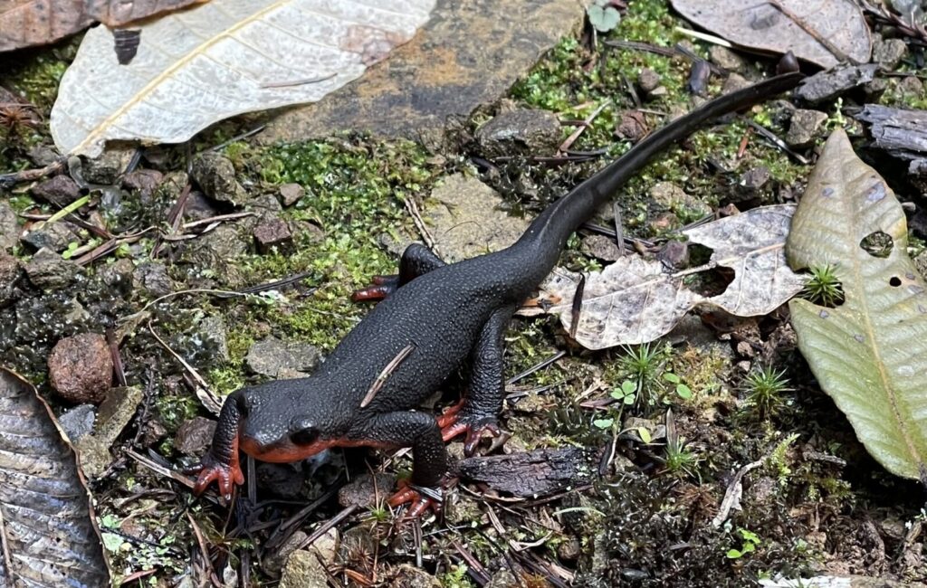 A charcoal-colored newt with bumpy skin and an red-orange belly on a leaf-littered forest floor