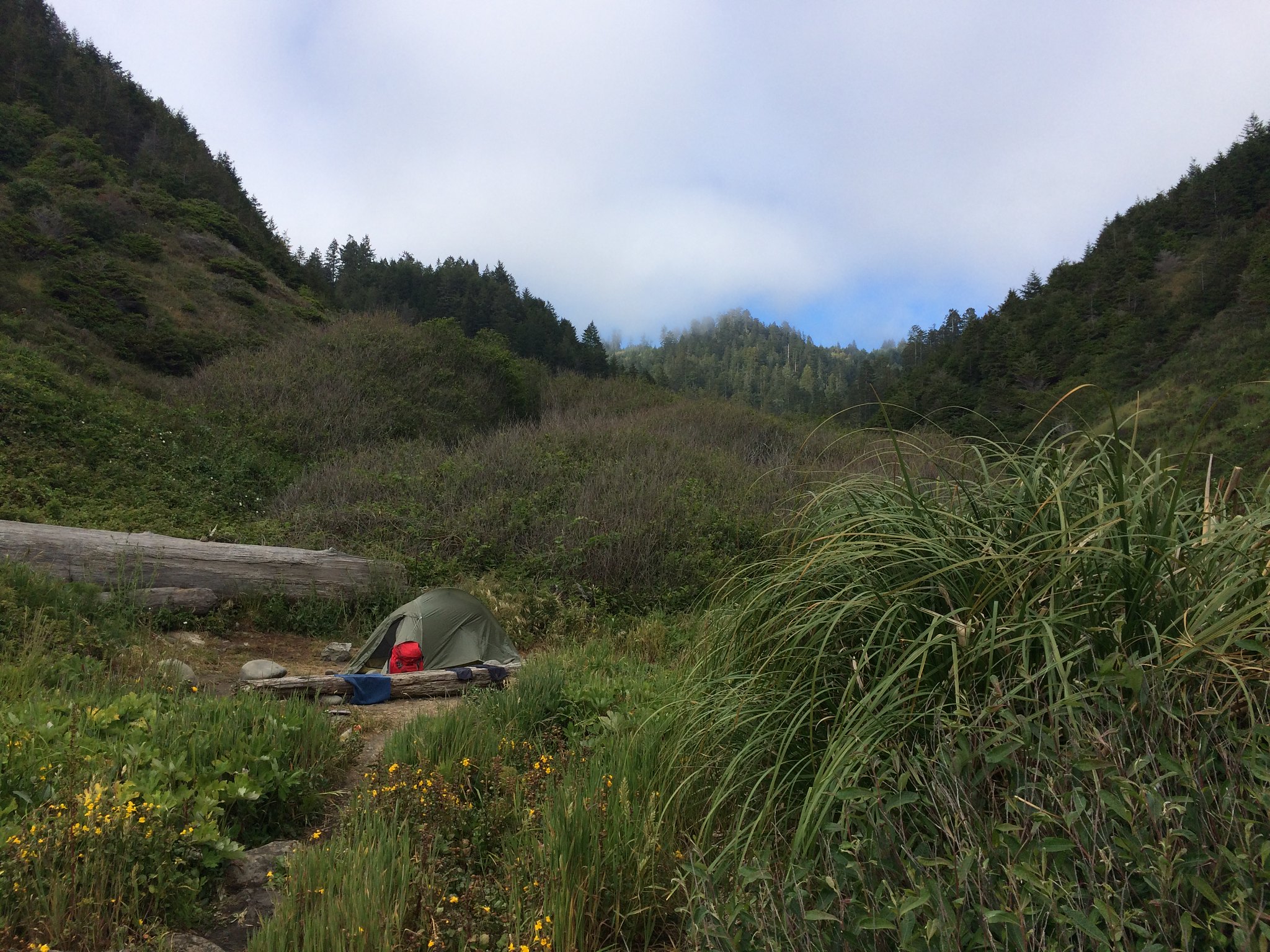 A tent nestled in the saddle of a little valley amid coastal redwoods on a misty day