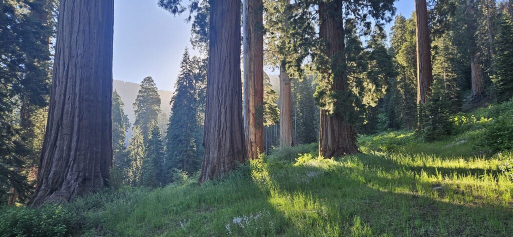 Golden sunbeams slant through tall sequoia trees, illuminating a green meadow with wildflowers