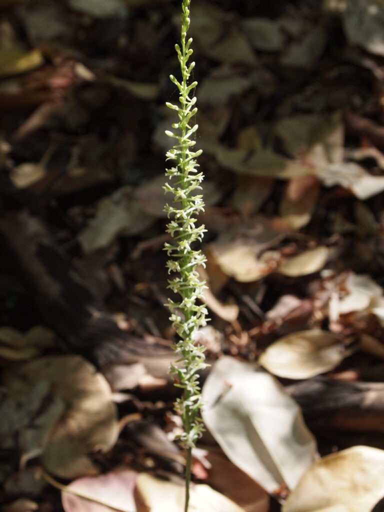 Delicate white blossoms cover a slender green stalk that emerges from the forest floor.