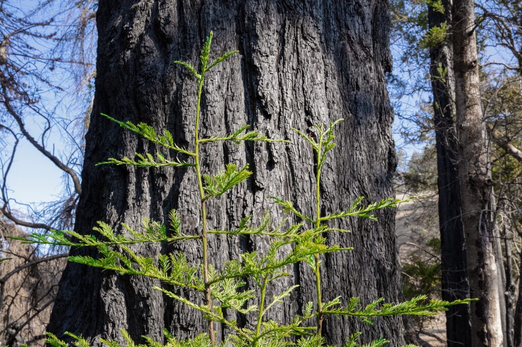 Young green new growth is sprouting from blackened tree trunks in an ancient forest that was just engulfed by fire.