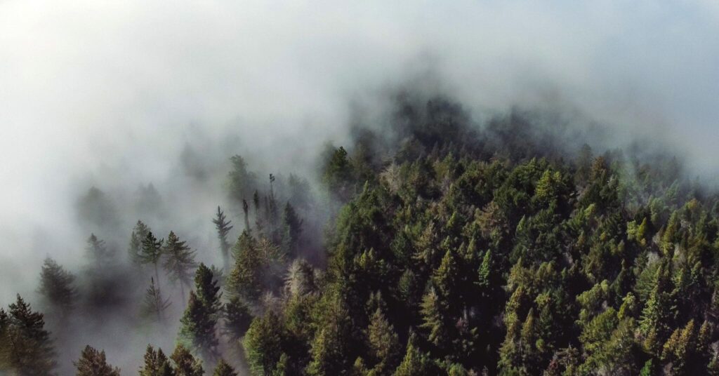 fog and redwoods