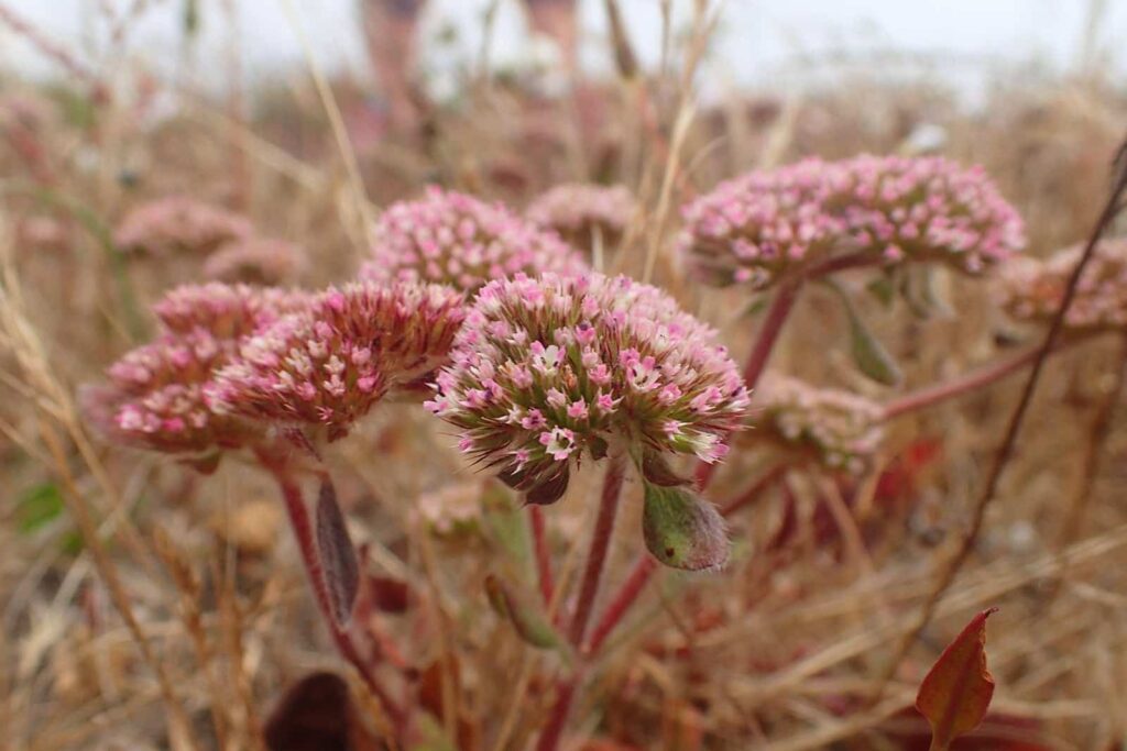 Sonoma Spineflower