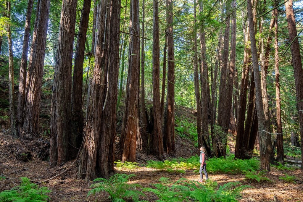 A woman walks through the redwood forest in Big Sur, California, surrounded by tall trees and lush greenery.