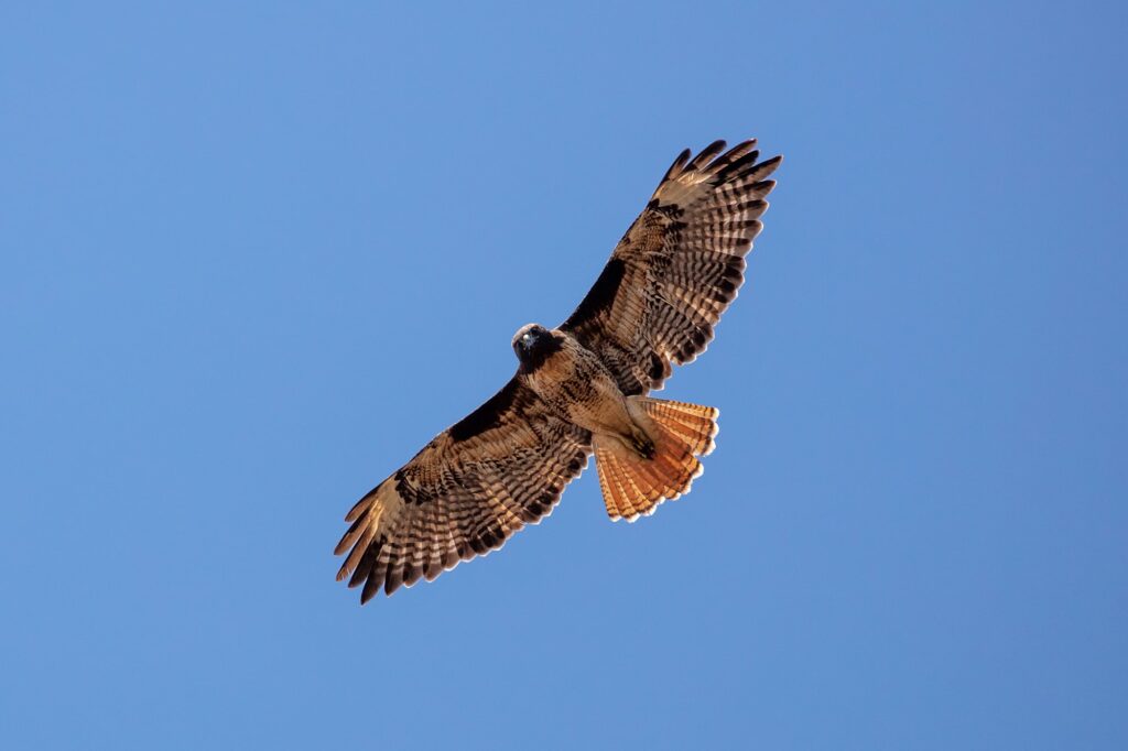 Red-tailed hawk spreading its wings, soaring in the blue sky