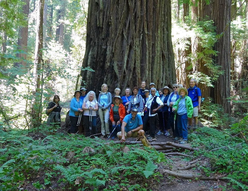 A group of middle aged adults and seniors smile as they pose in front of a large redwood tree trunk
