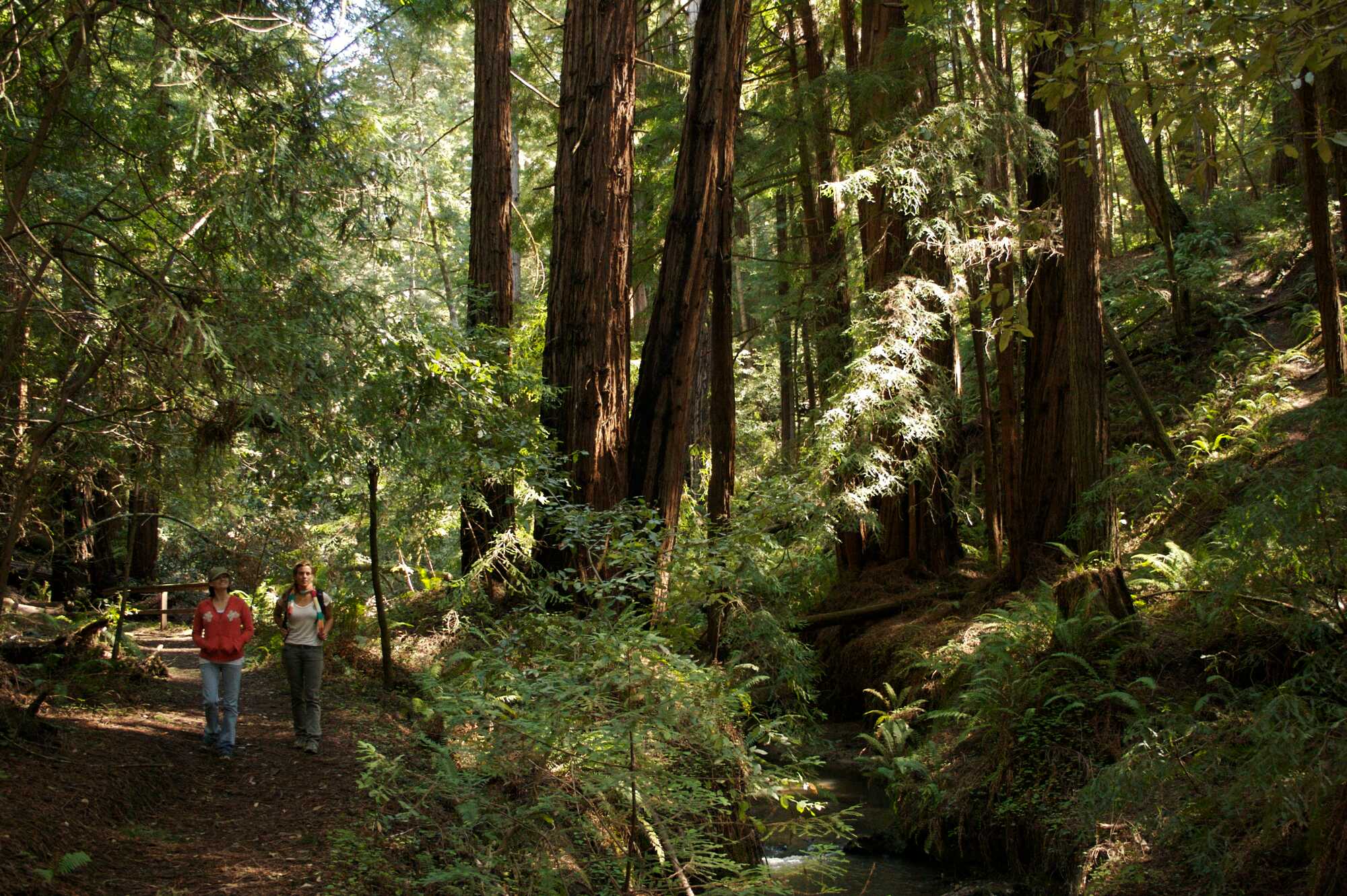 Two young women walk along a creekside trail in a redwood forest.