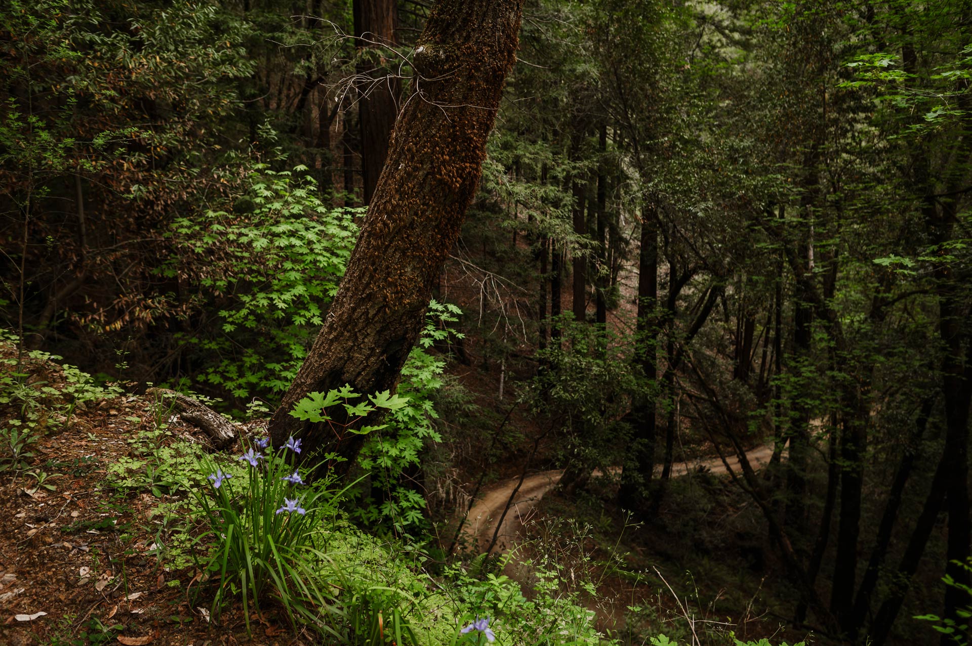 Mixed deciduous and conifer forest with maple leaf saplings and purple flowers in the foreground and in the background a trail through a redwood tree studded hillside