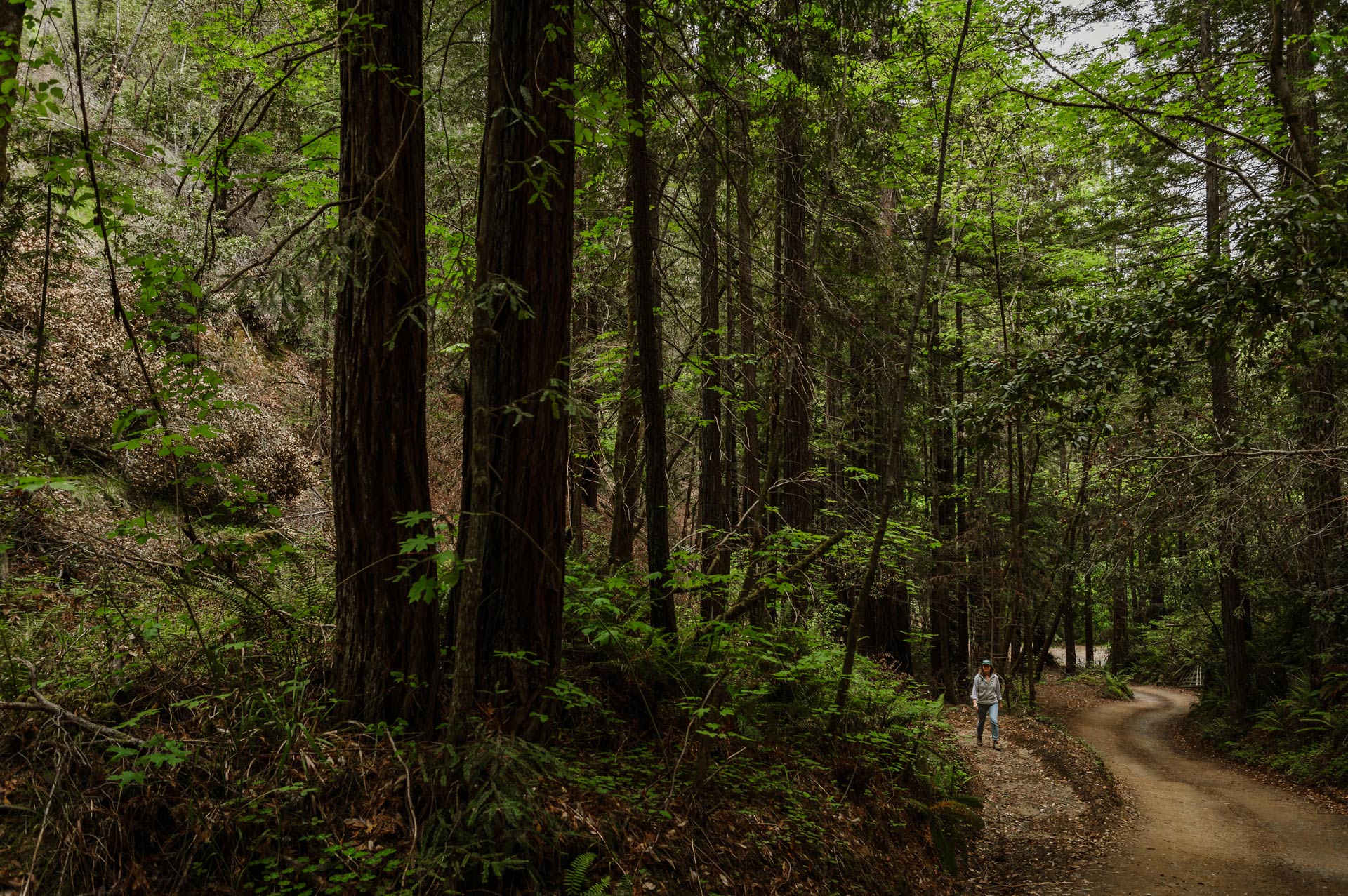 Woman on a less-tread path next to a well-trodden path in a redwoods forest