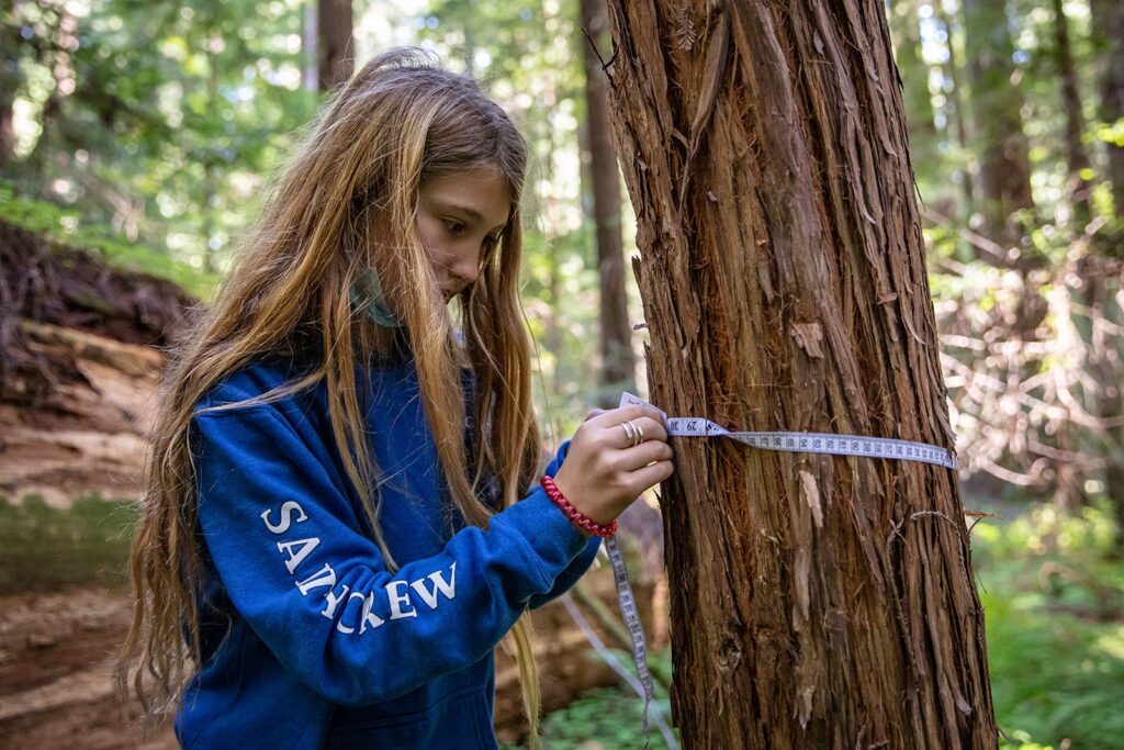 A young girl wearing a blue sweatshirt is measuring the circumference of a tree trunk with a measuring tape in a forest.