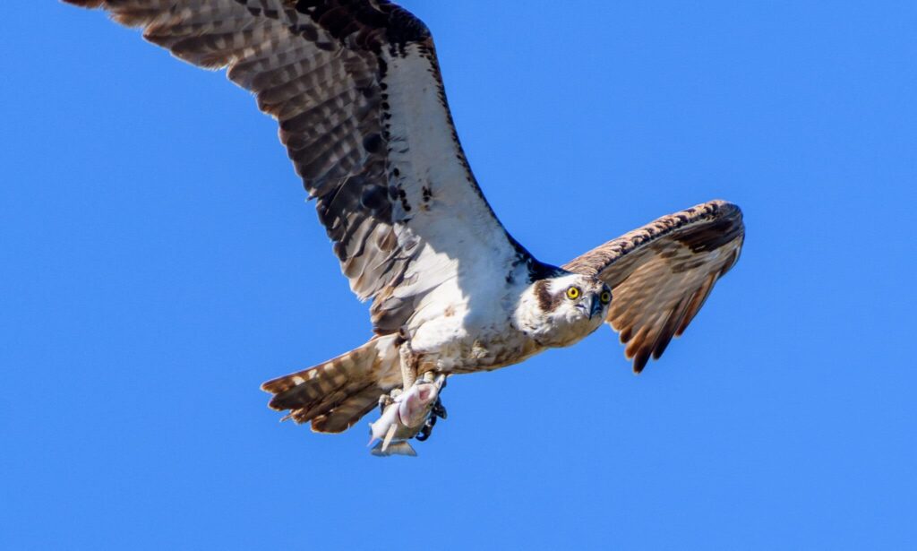 large bird with a mostly white underside and brown featherings on the edges is in flight carrying a fish against cloudless blue sky