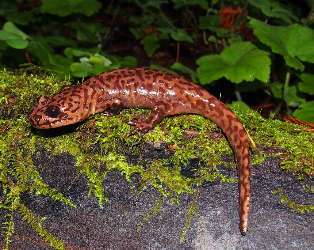 a reddish brown salamander with darker markings spotted on a mossy rock at night