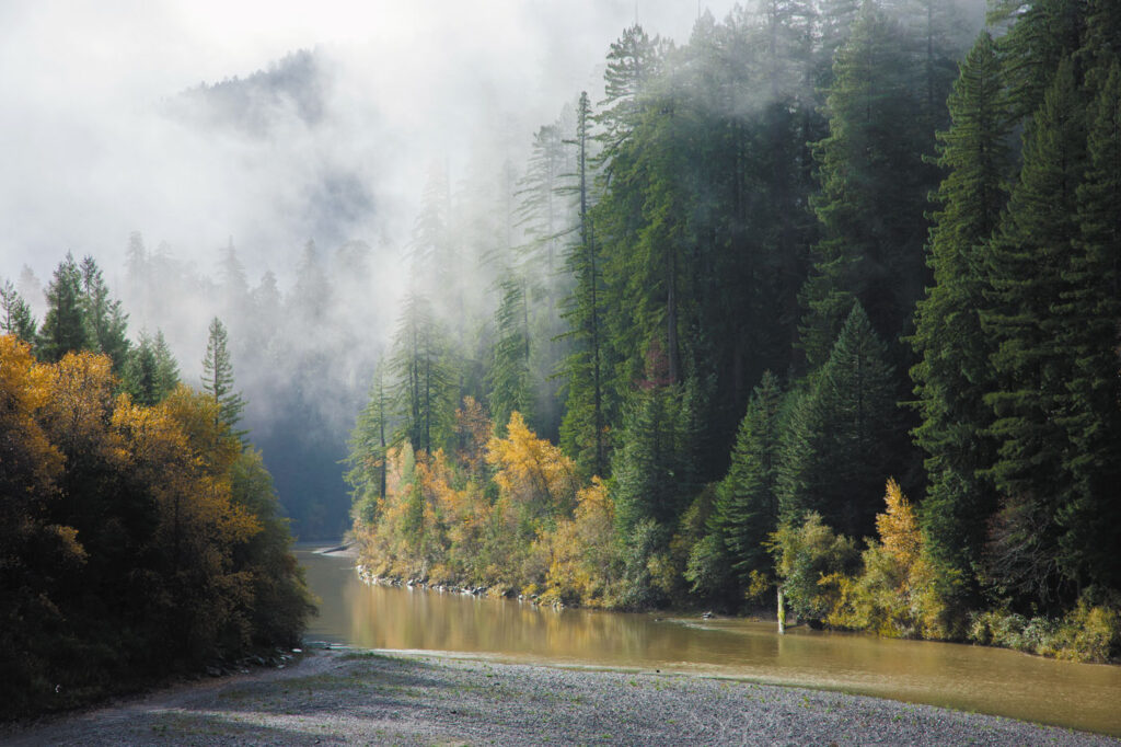 Trees, some with fall foilage, along the bank of a river are shrouded in fog