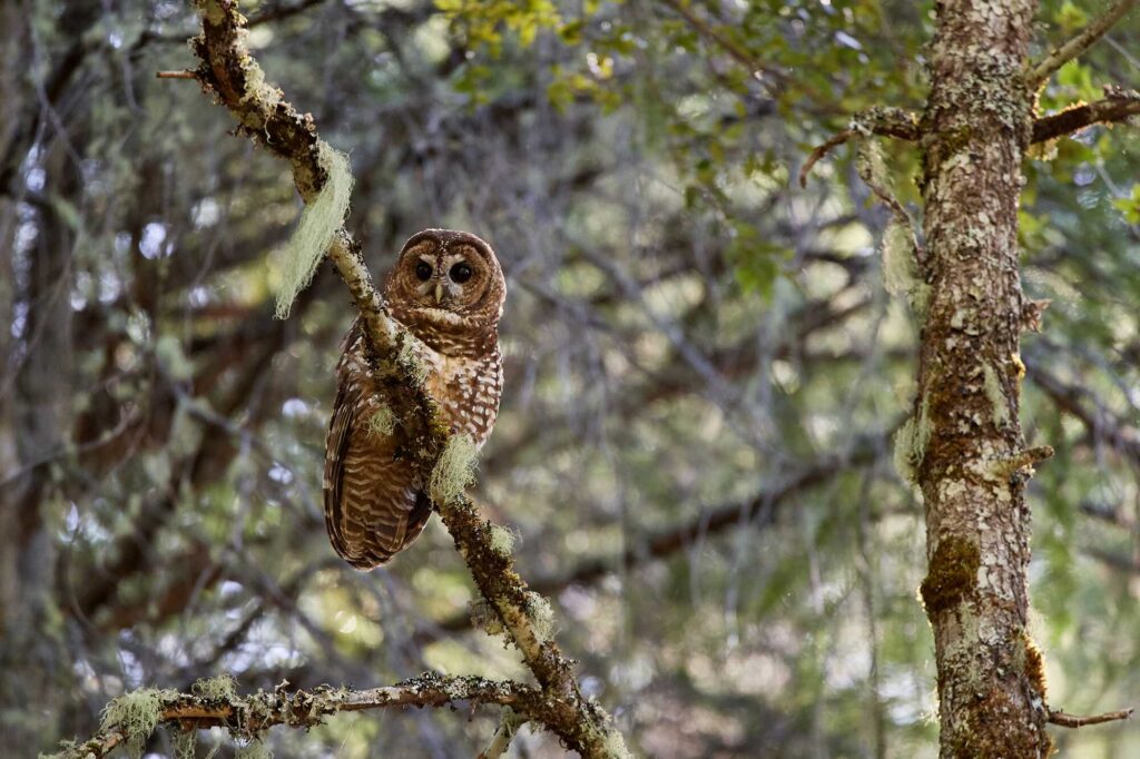 Northern spotted owl Frank D. Lospalluto FCC
