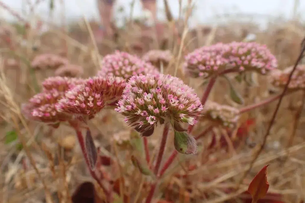 a pink, puffy flower with red stalks is seen close-up in a brownish field