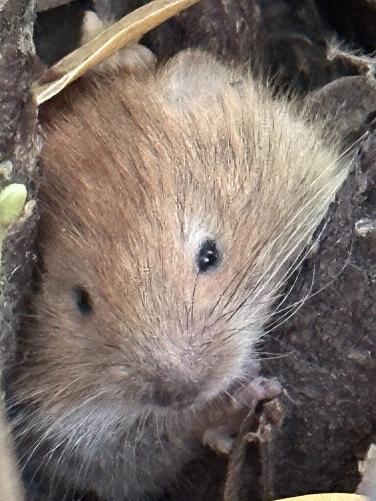 a close-up of the face of a mouse-like animal with small eyes and brown fur poking between a small gap in a tree