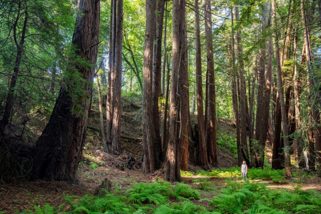a lone hiker stands in a fern-filled area, looking at a very tall tree on the left while keeping a distance