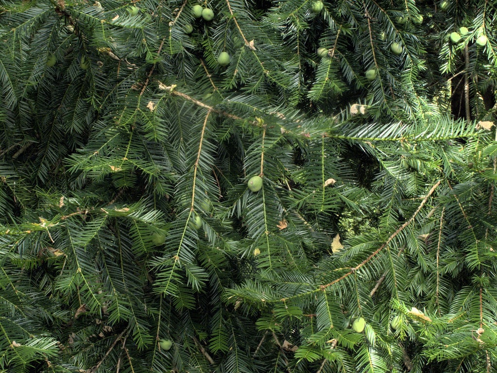 many fern-like branches, some with small green fruit.