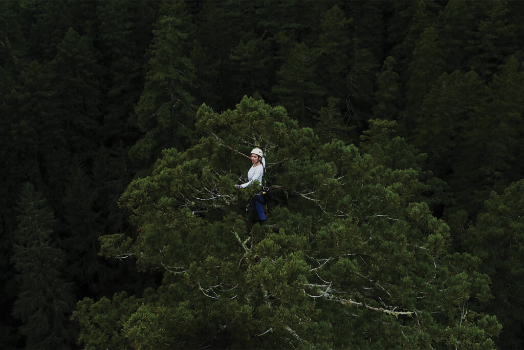 A researcher standing in the canopy of a coast redwood tree wearing a climbing harness and hardshell helmet.