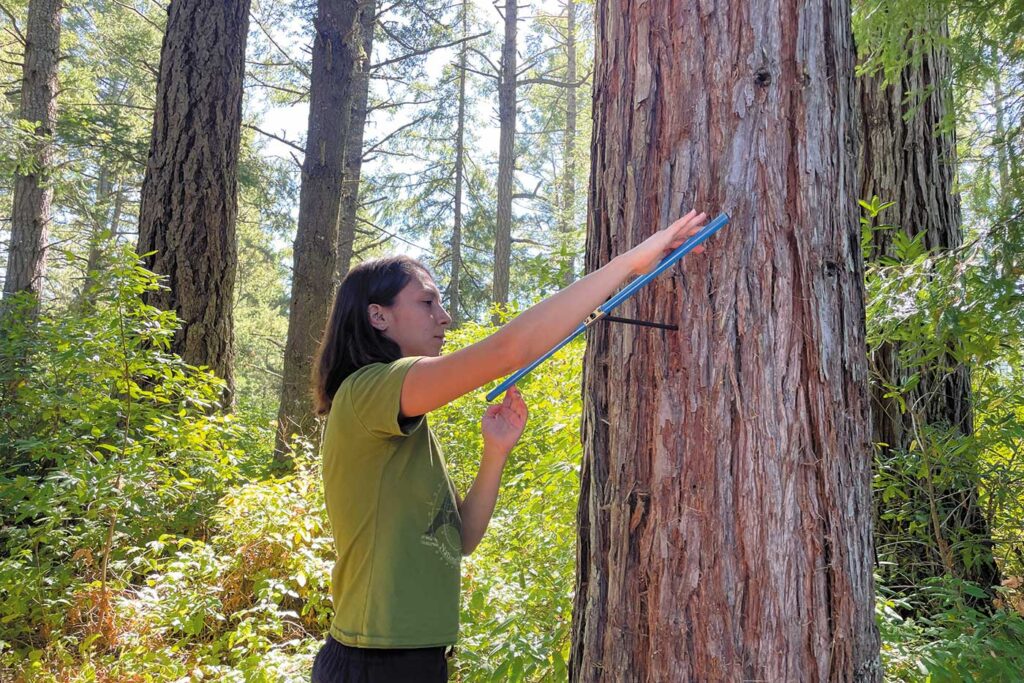 A woman in a green shirt with brown hair boring a hole into a coast redwood.