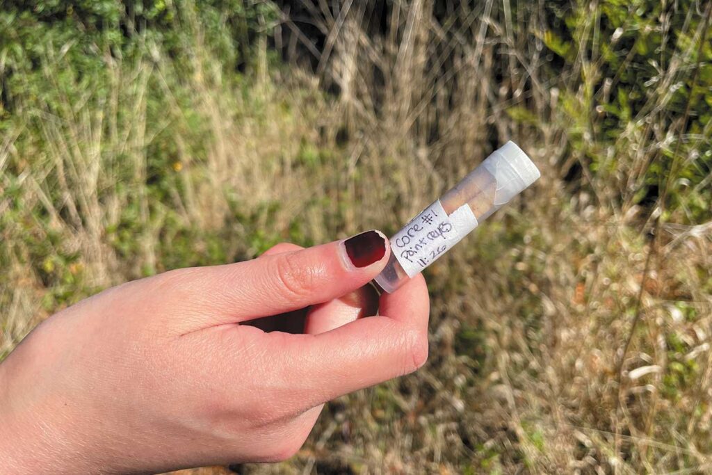 Close up of a woman's hand with painted nails holding a test tube containing a core sample from a coast redwood.