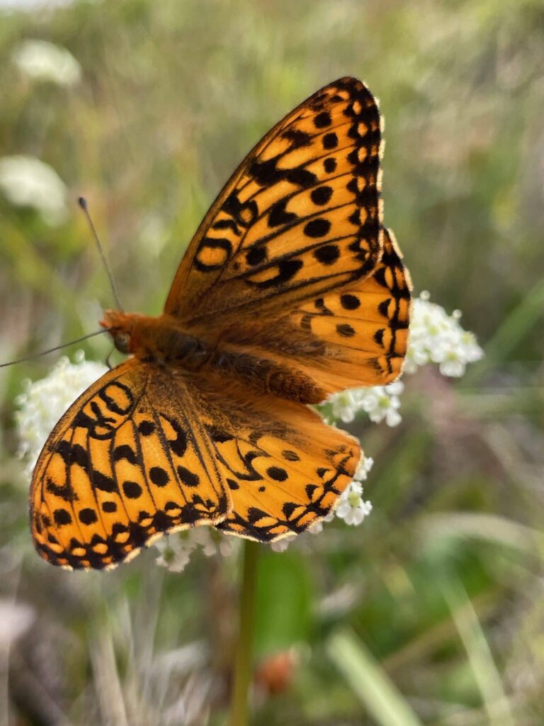 an orange-yellow butterfly on a cluster of small white flowers with squiggly black markings