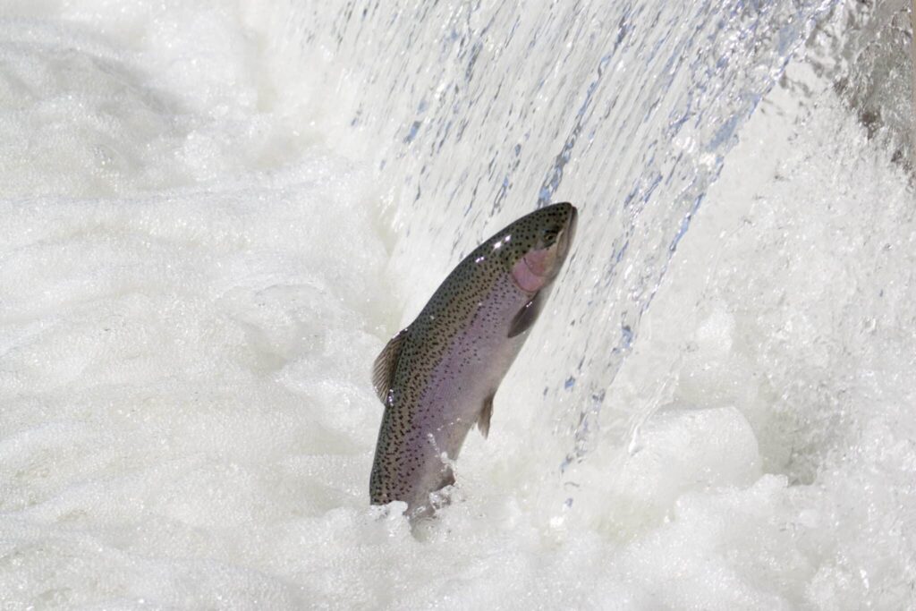 close-up of a pinkish fish with darker spots, with most of its body above the water as a stream gushes down