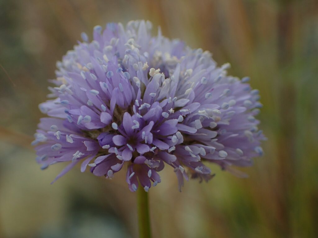 woolly-headed gilia, a purple and white flower, close up