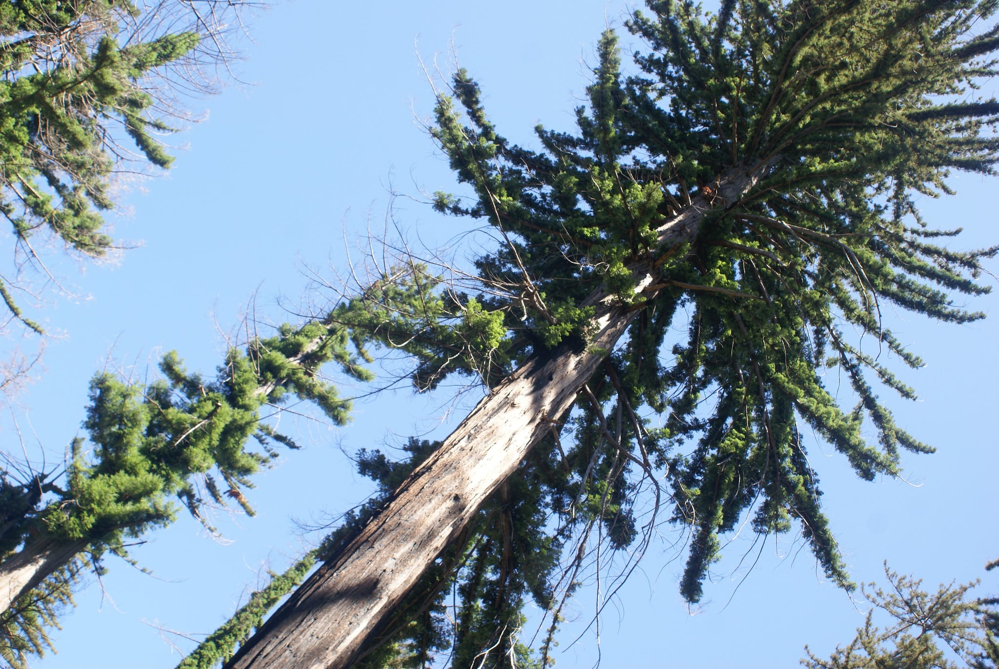 Brushy green branches sprout from the burned trunk of a redwood as viewed from below