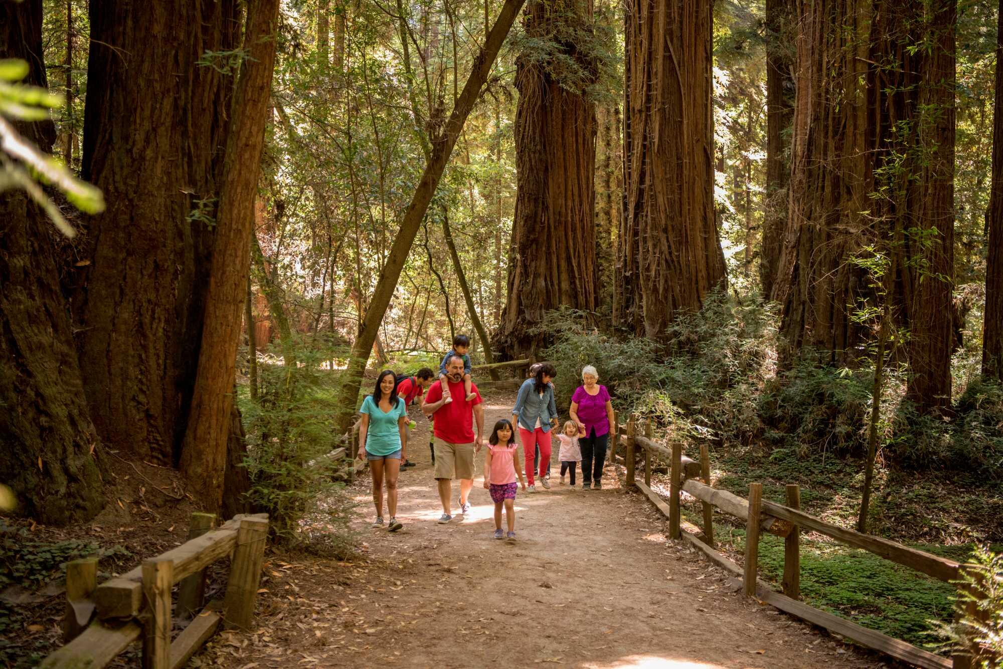 Multiple people, from kids to seniors, hike down a wide flat path in the redwoods