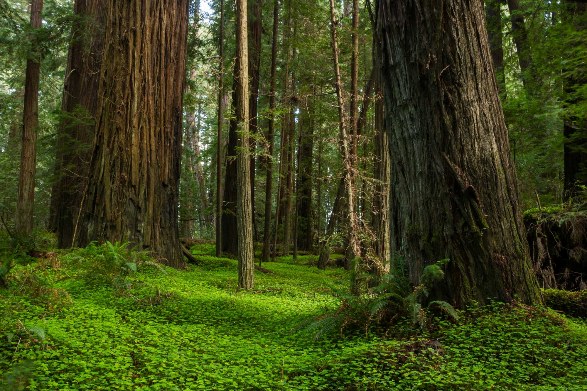 a green carpet of redwood sorrel blankets the forest floor in a redwood grove