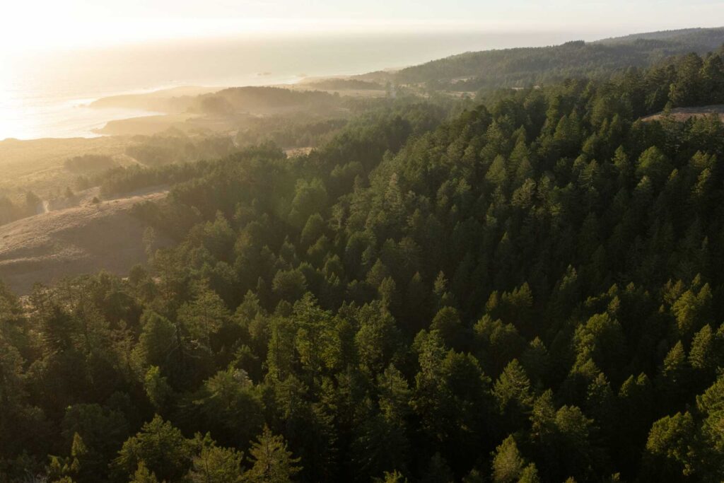 A setting sun illuminates golden coastal grasslands with a large swath of redwood trees in the foreground.