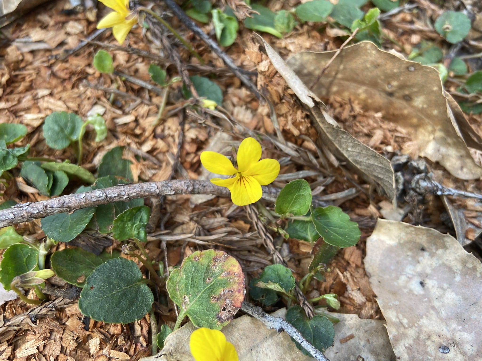 bright yellow flowers resembling pansies sprout from a forest floor of duff and dead leaves