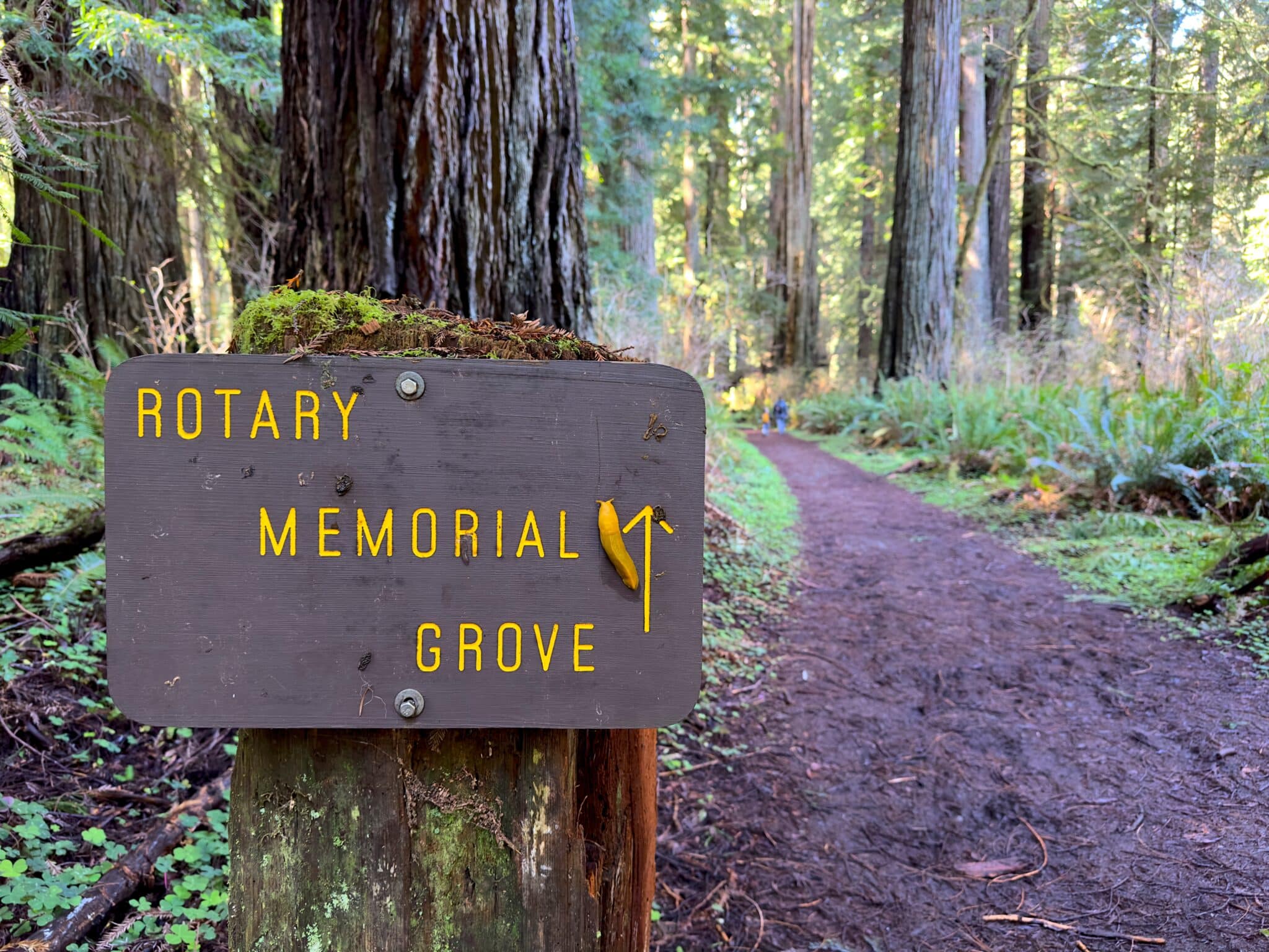 A bright yellow slug is stuck to a sign reading "Rotary Memorial Grove" in front of a path leading into the forest