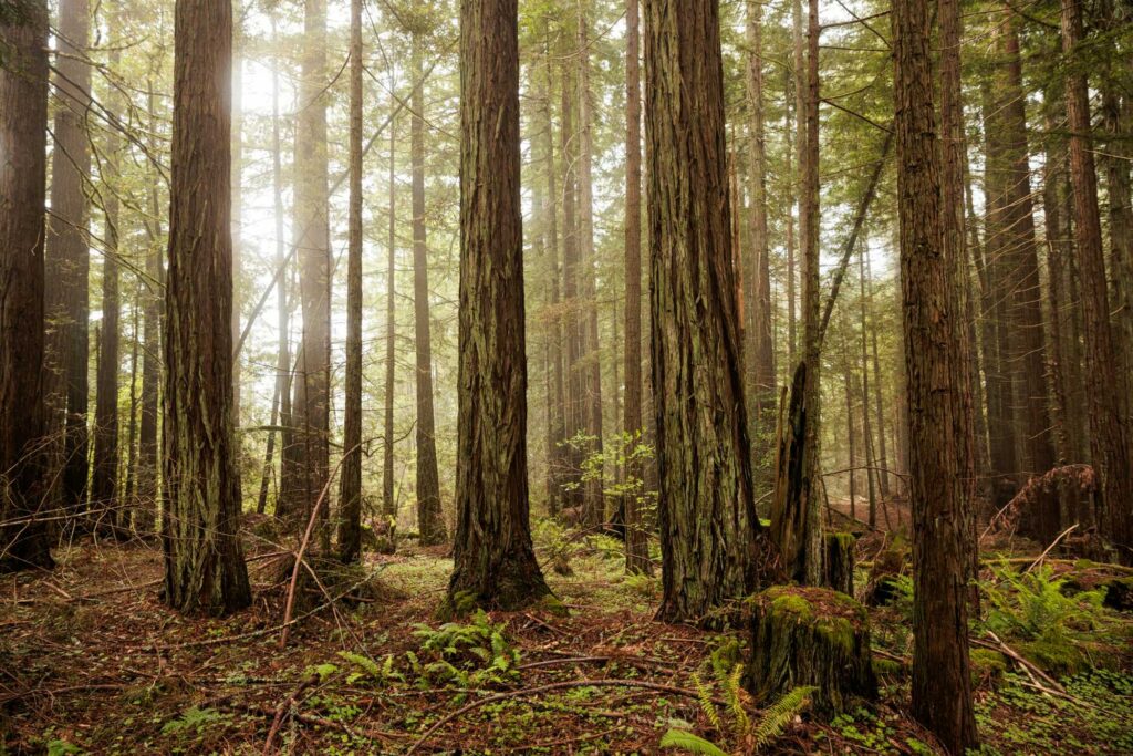 Redwoods forest