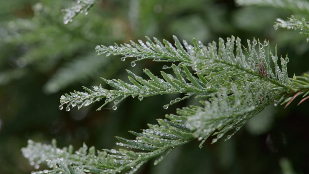 Redwood Needles